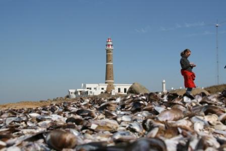 Muschelmassen vor dem Leuchtturm
